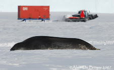Weddell Seal - Phoque de Weddell