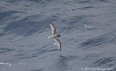 Blue Petrel - Prion bleu