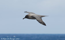 Light-mantled sooty albatross - Albatros fuligineux