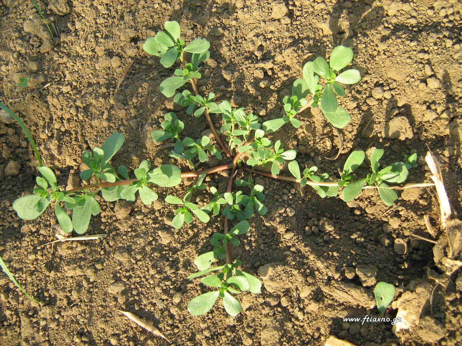 [Portulaca+oleracea-Plant+up.jpg]