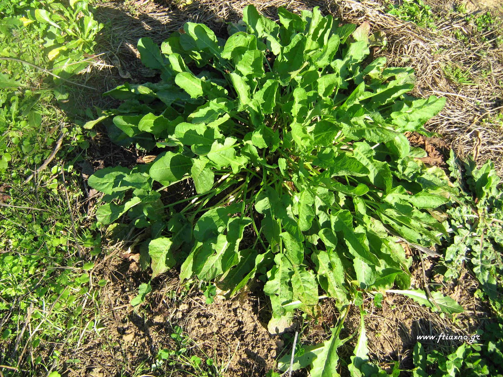 [Rumex+sp-Plant+up.jpg]