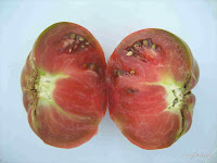 Ντομάτα σπορά φύτεμα καλλιέργεια  Cheroke+tomato+inside