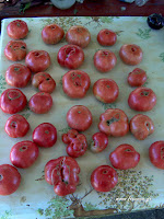 Ντομάτα σπορά φύτεμα καλλιέργεια  Tomato-Gregoris+Altai+3