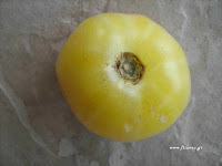Ντομάτα σπορά φύτεμα καλλιέργεια  Tomato-White+wonder-Up