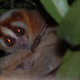 Similar Lemur Primates | Animals In The World