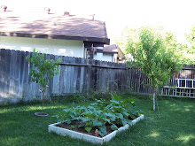 Garden boxes last year.