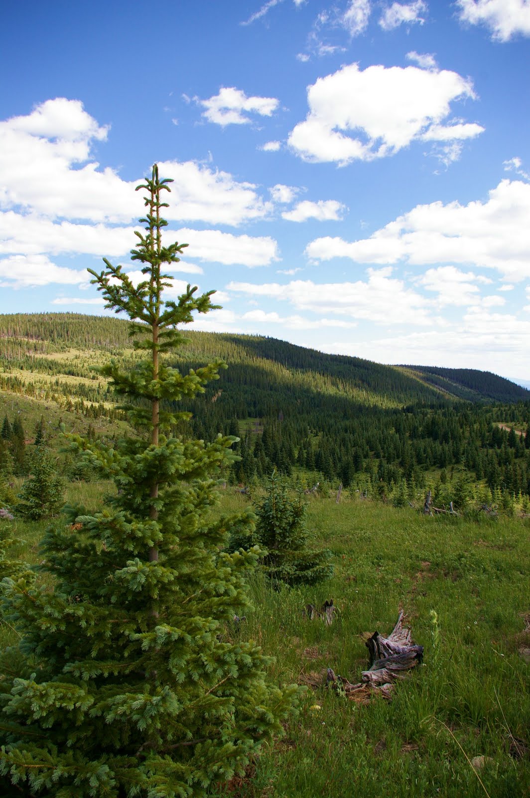 Photography by Kelli Thomas July 2010