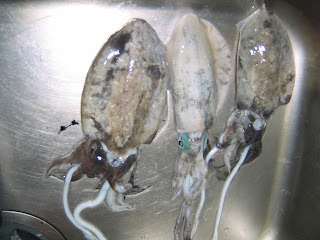 象と散歩 エギングにはまる