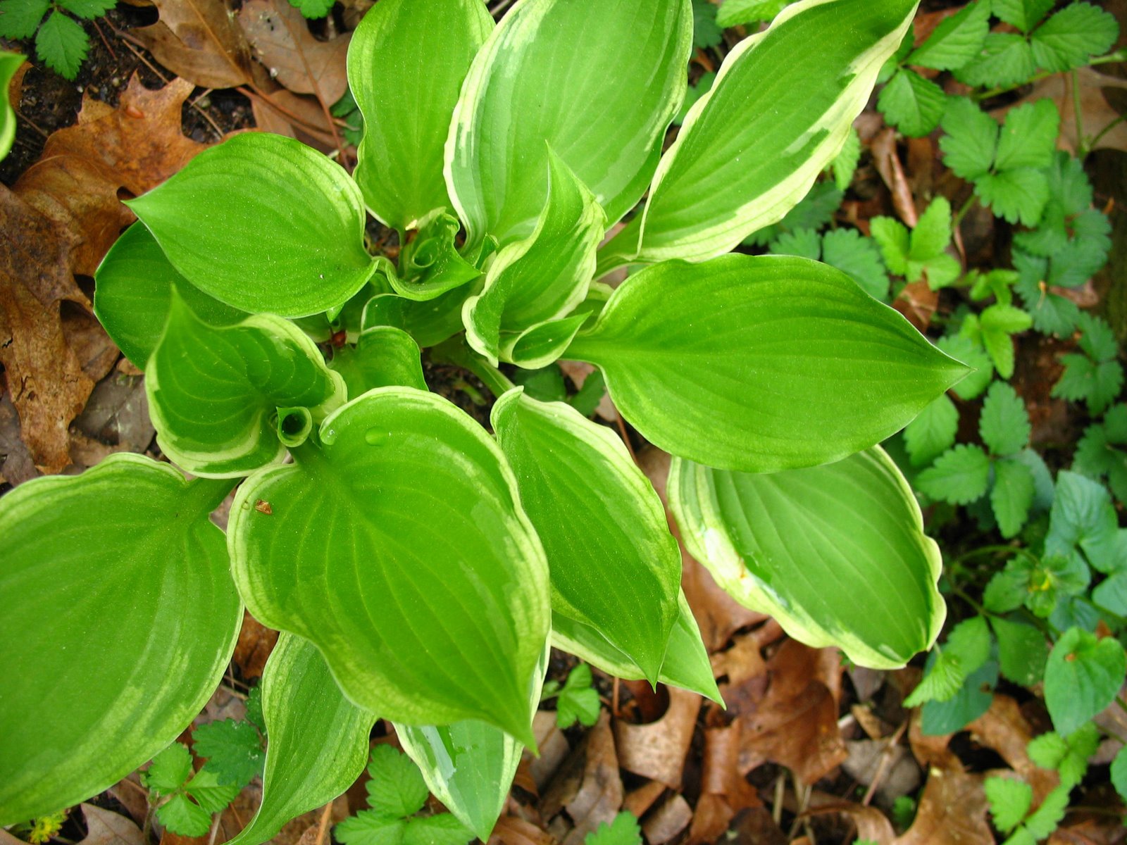 [2009april6hosta4.jpg]