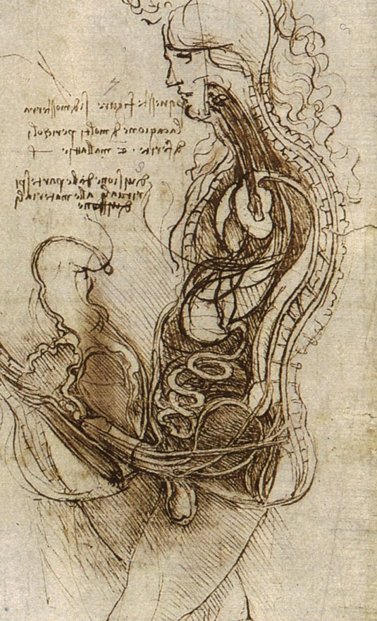 Resultado de imagen de da vinci anatomia