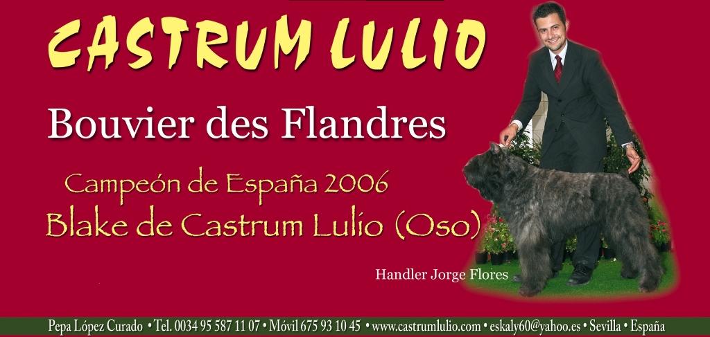 CASTRUM LULIO - Bouvier de Flandes