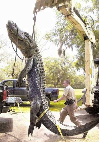 [Alligator3.bmp]