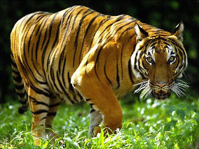 China's last tiger is eaten