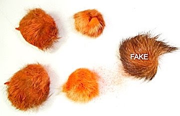 SIYAR SINGHI | DID YOU KNOW