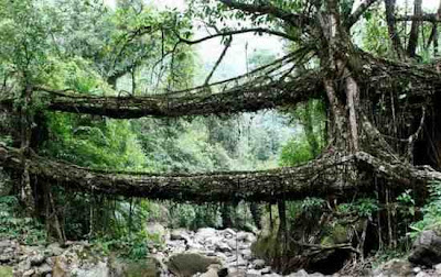 Jembatan Hidup Di India Jembatan Hidup Di India