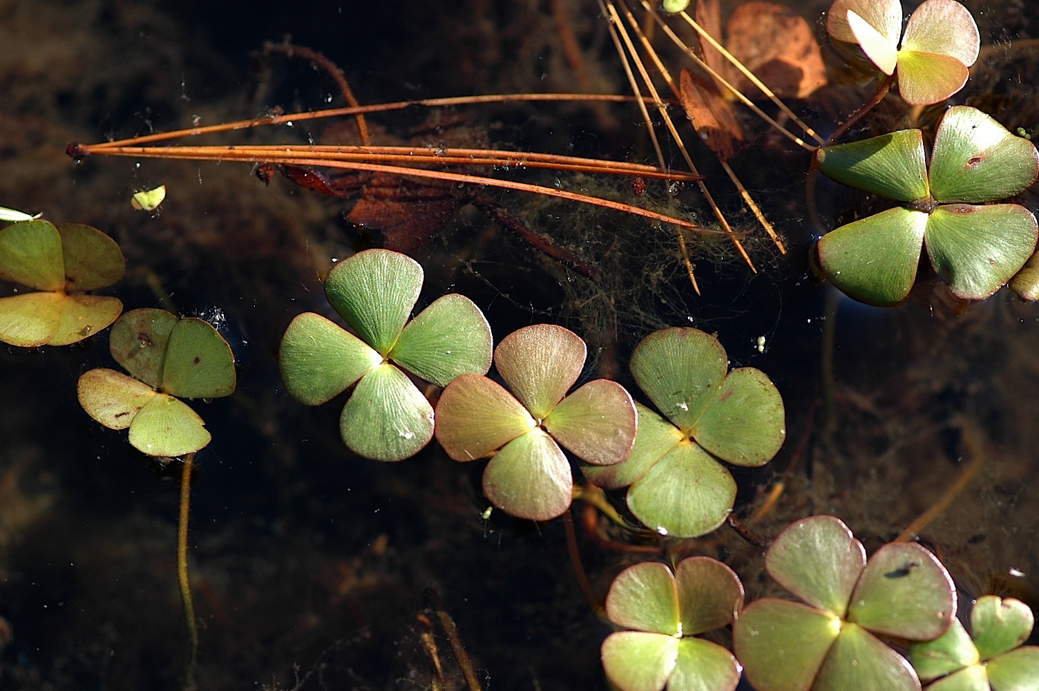 Marsilea Rhizome