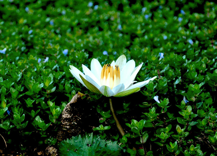 White Lotus