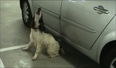 [Perros.jpg]