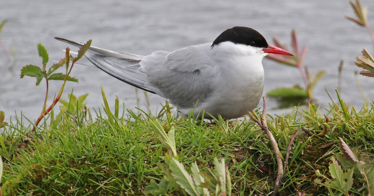Surner Birding Kenai National Park/Seward, Alaska
