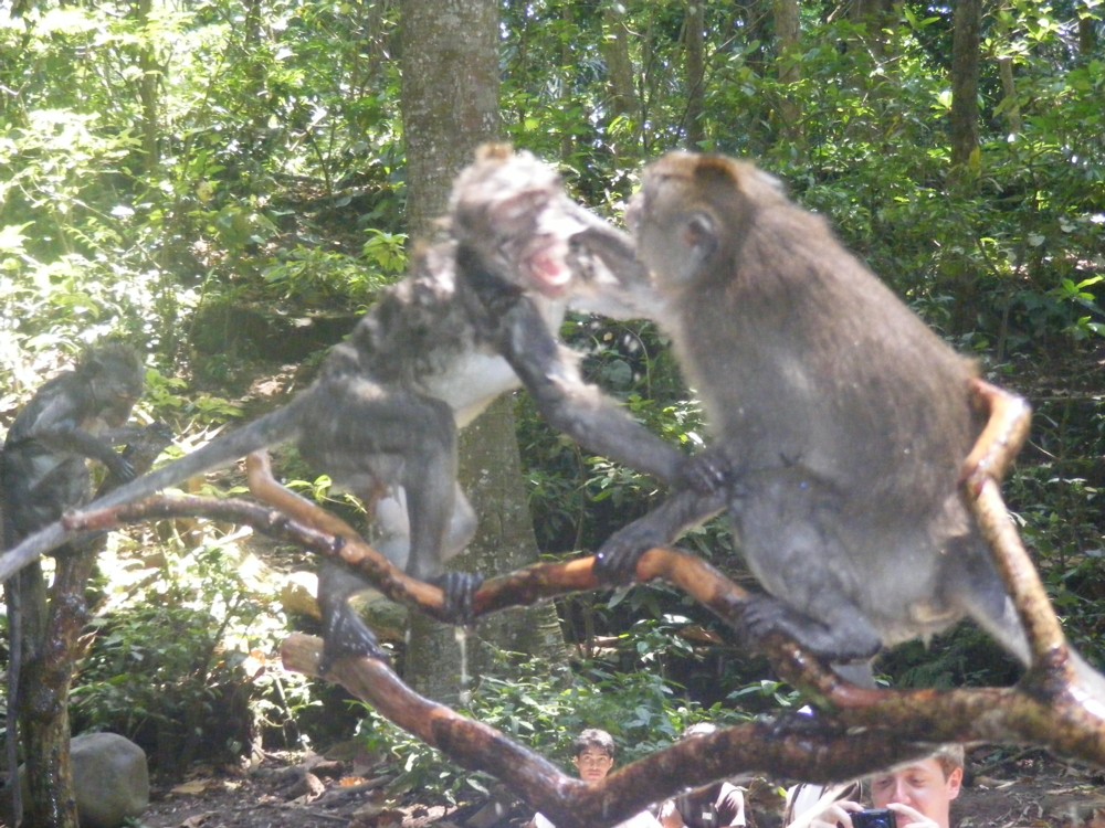 [monkey.jpg]