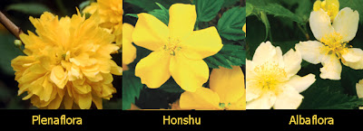 Kerria Japanese Thornless Rose Or Yellow Rose Of Texas