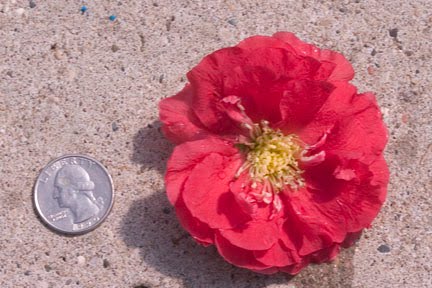 Do You Know Your Flowering Quince