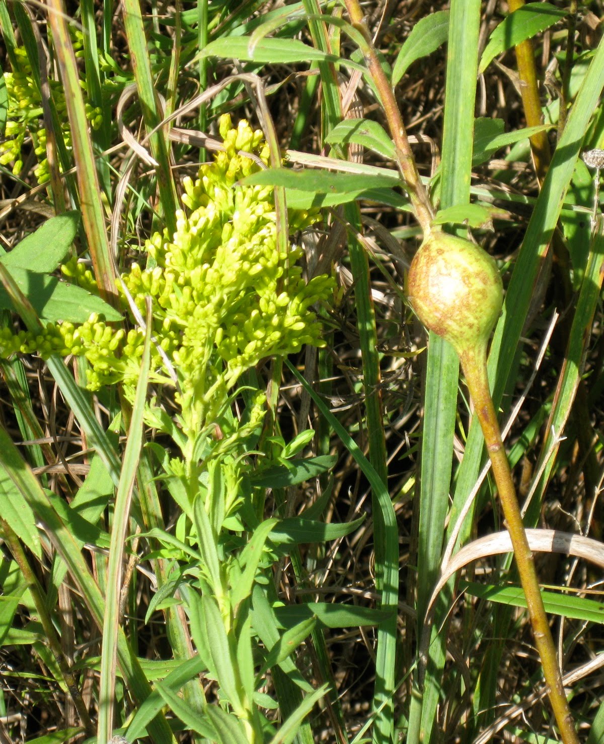 Springfield Plateau Goldenrod Gall