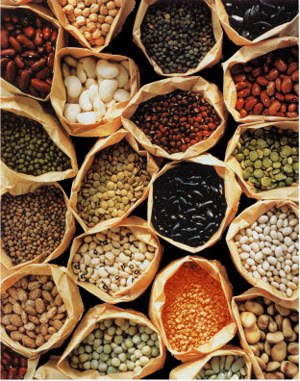 [beans2.bmp]