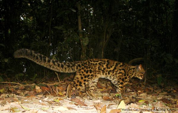 Marbled Cat As Pet Marbled Cat As Pet