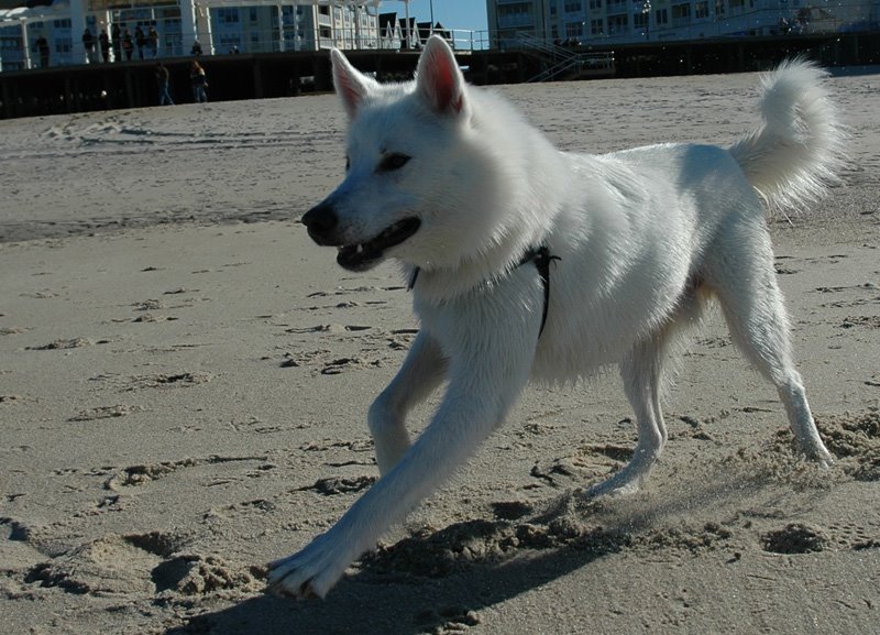 [bolt-is-tycho-sm.jpg]