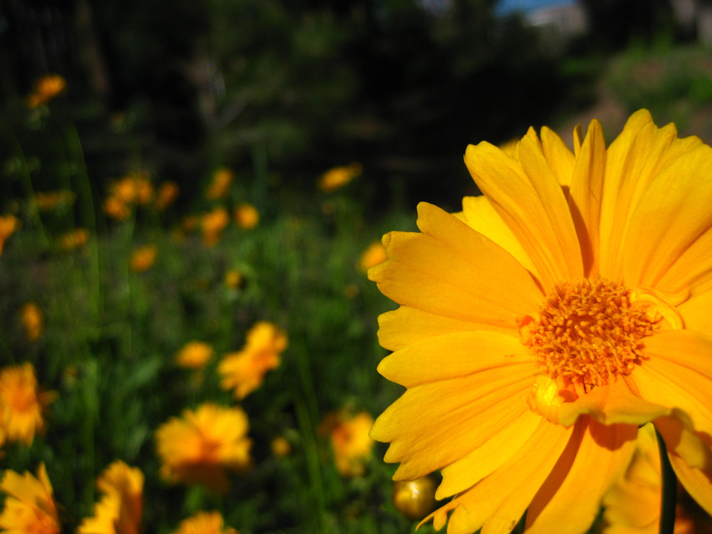 [flagstaff-flower2.jpg]