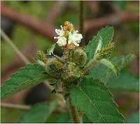  Projeto Croton - FAPESP - UNESP - IBB