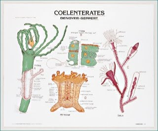 beberapa contoh gambar hewan dari beberapa phylum