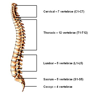 columna vertebrale de perfil