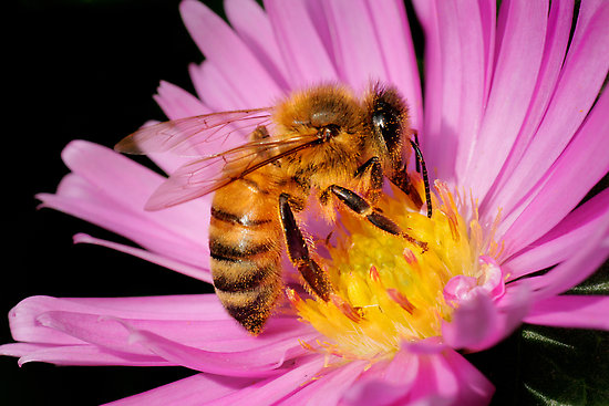 [domestic_honeybee2.jpg]