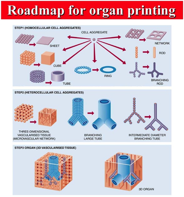 [organ+printing+roadmap.jpg]