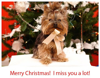 cute-merry-xmas-puppy-wishes.jpg