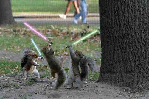 [lightsaber+squirrels.jpg]