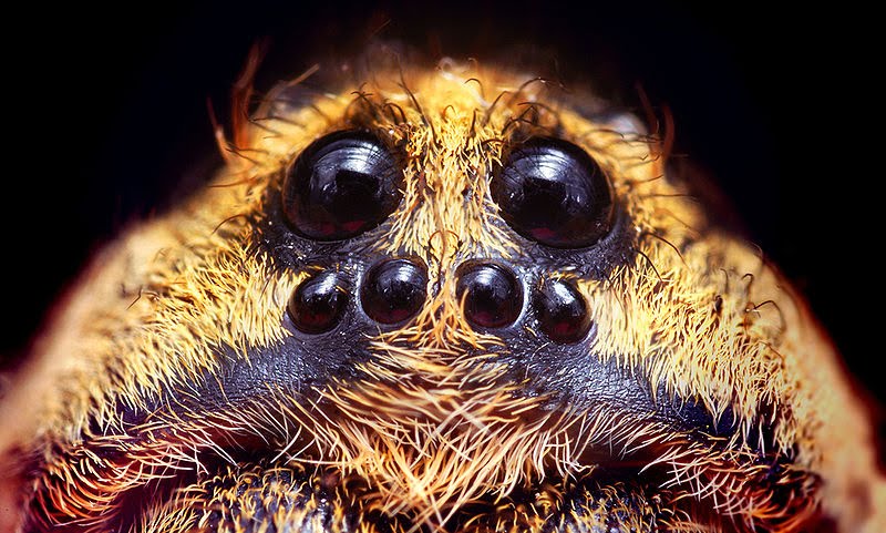 Tarantula Eyes