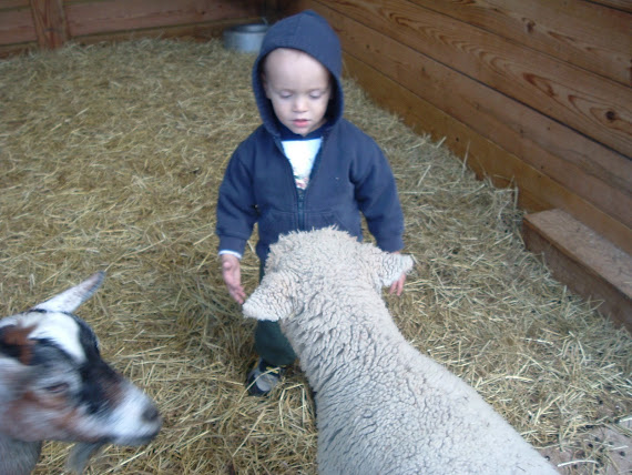 Fluffy Little Lamb