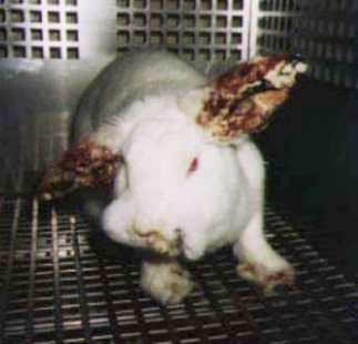 http://2.bp.blogspot.com/_-iJcsWoxHjc/R88_o5bRPoI/AAAAAAAAACE/Gr_qa-vkvy0/S700/60908_9550_vivisection-lapin3.jpg