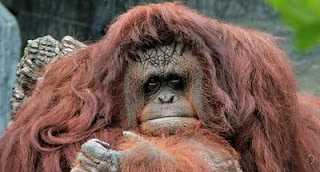 orangutan