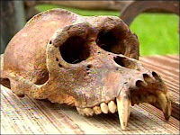 primate skull