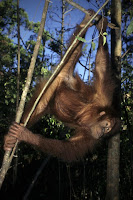orangutan swinging