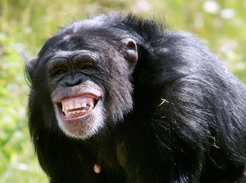 Grumpy Chimp