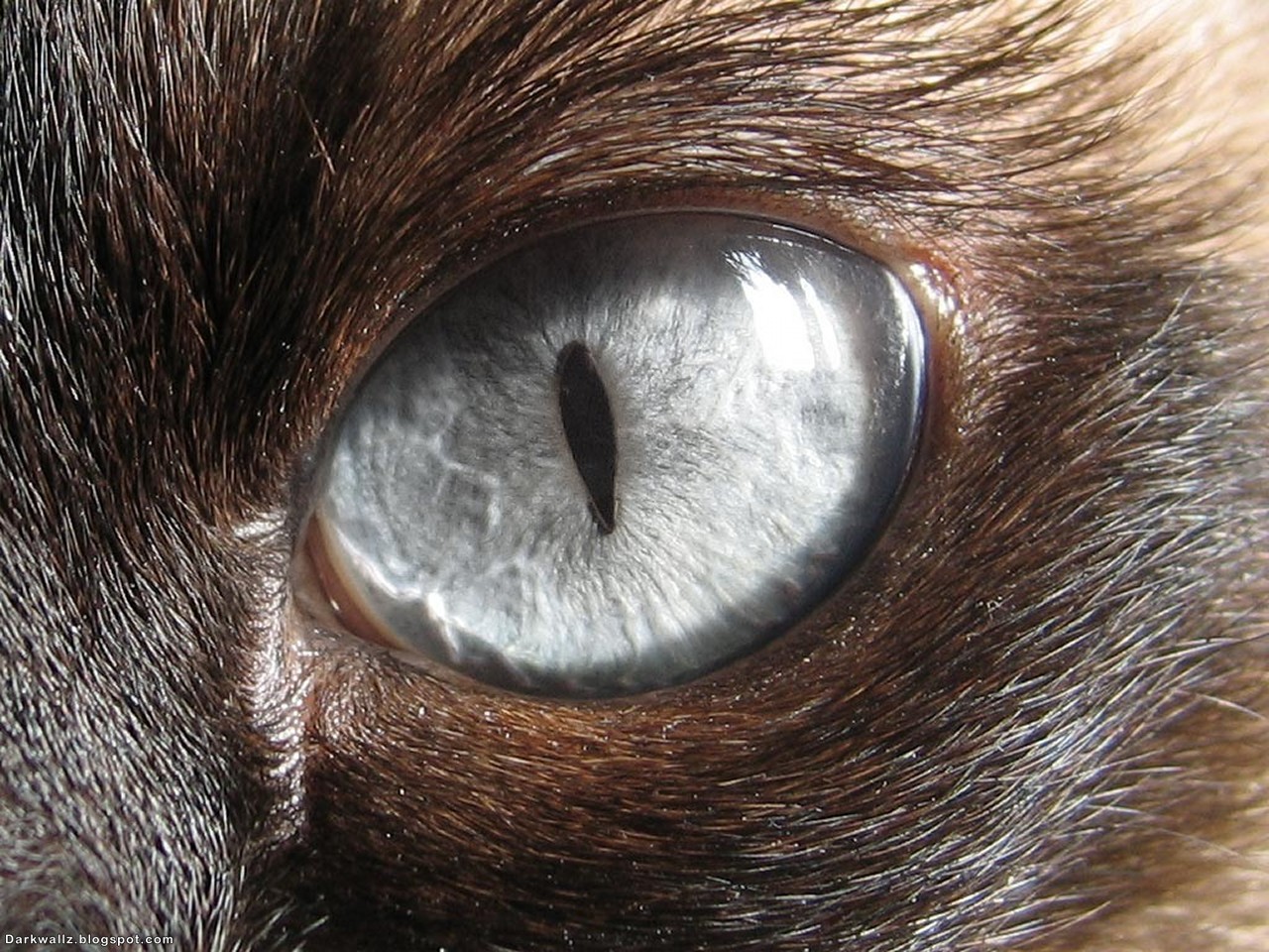 Scary Eyes Wallpapers 74 | Dark Wallpaper Download