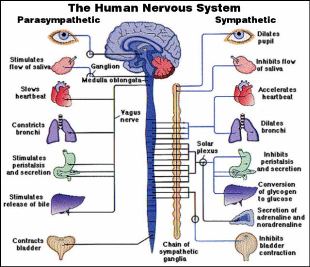 Science blog: The Nervous System