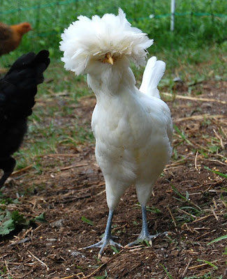 Cochin Hen