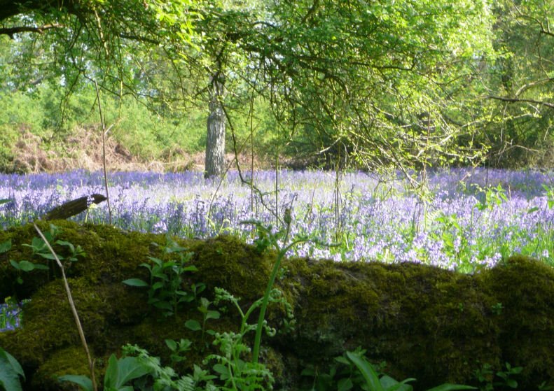 [lake+of+bluebells.jpg]