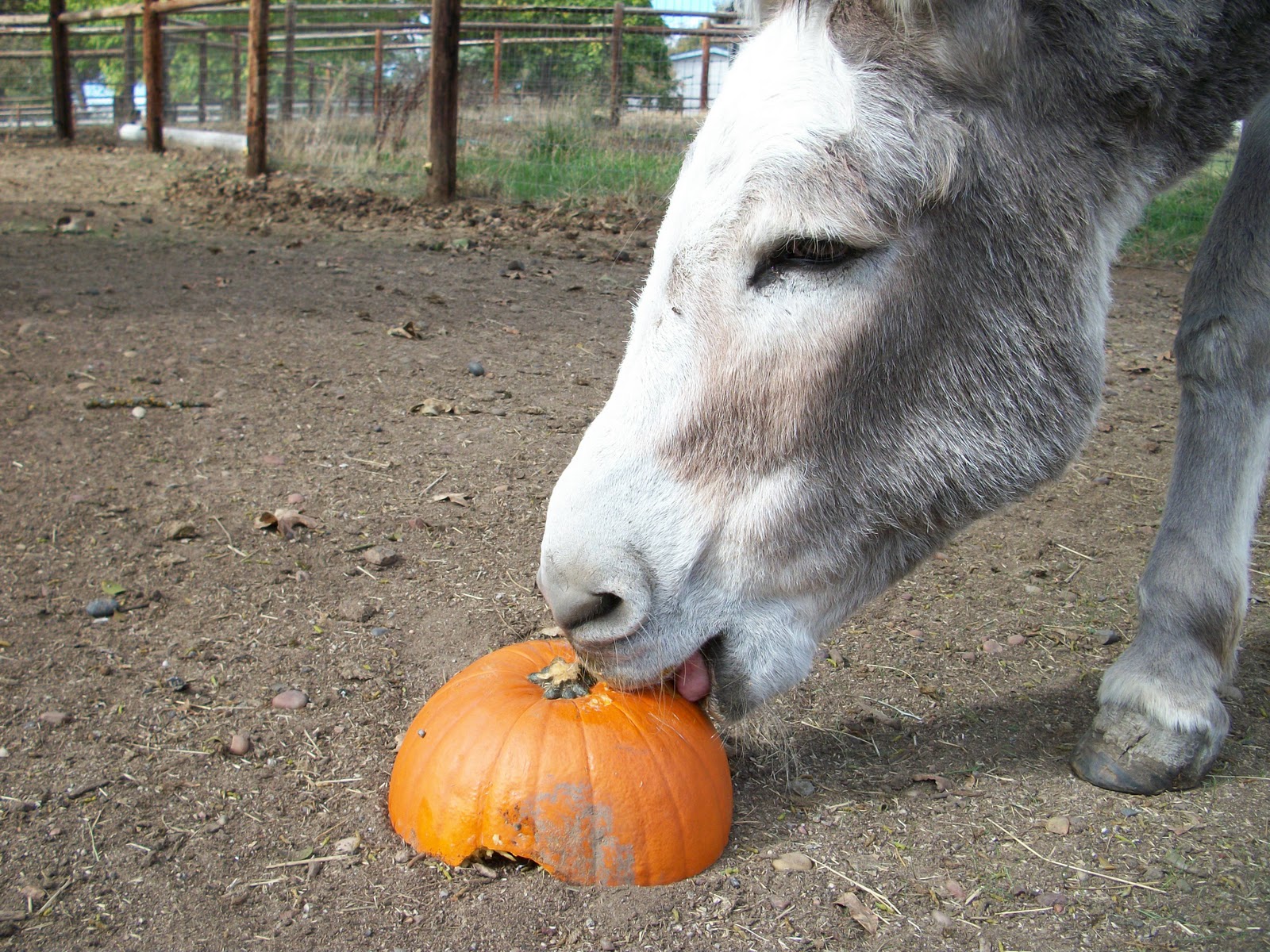 A Little Farm With A Big Heart That time of year!